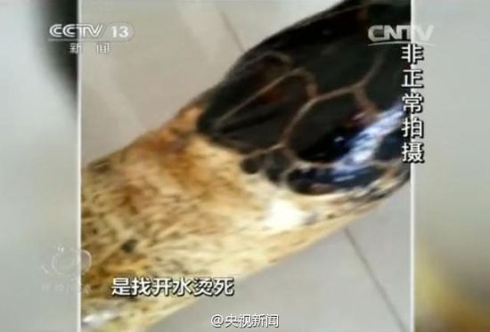 [视频]海南非法玳瑁交易：为保光泽百岁海龟遭开水烫死