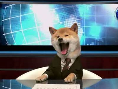 [视频]日本电视台用柴犬当新闻主播 镜头前不停卖萌