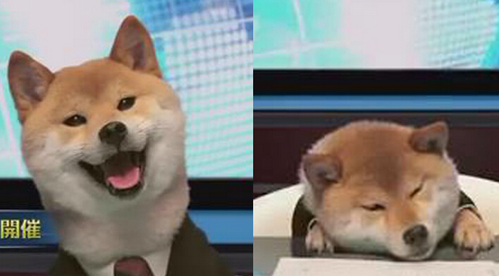 [视频]日本电视台用柴犬当新闻主播 镜头前不停卖萌