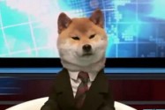 [视频]日本电视台用柴犬当新闻主播 镜头前不停卖萌