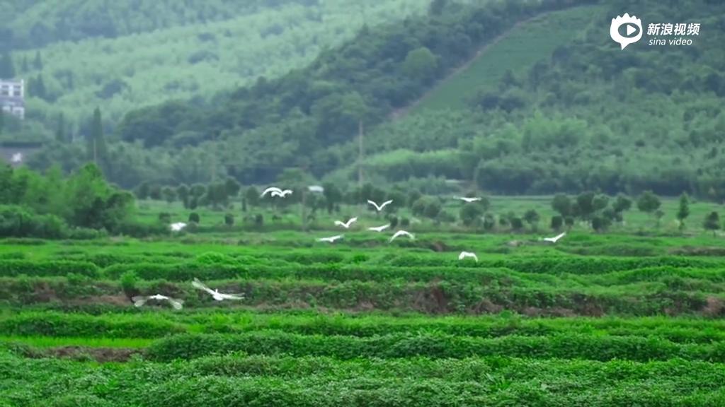 [视频]西坡有着世界上最迷人的猪圈