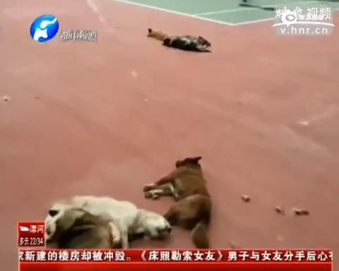 [视频]实拍高校保安持棍捕杀流浪狗 20余只惨死