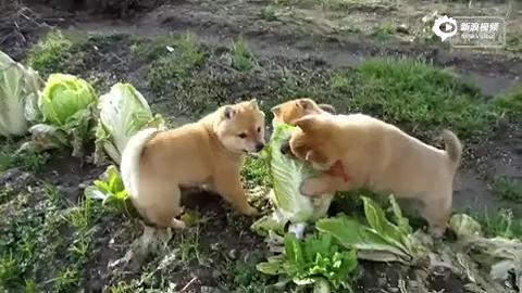 [视频]太残暴了！三只柴犬怒啃大白菜