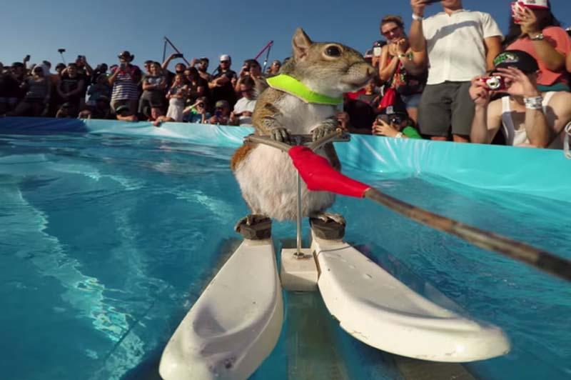 [视频]小松鼠现身世界极限运动大赛 滑水神技抢尽风头