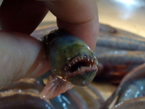 [视频]巢湖无眼怪鱼泛滥 状如泥鳅牙齿尖