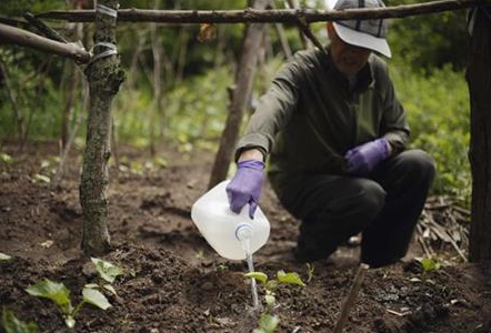 [视频]中国留学生家长在耶鲁大学种菜 使荒地变菜园
