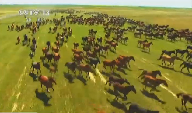 [视频]航拍天山万马奔腾呼啸 场面壮观震撼