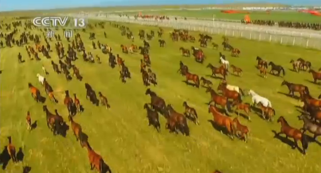 [视频]航拍天山万马奔腾呼啸 场面壮观震撼