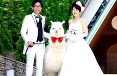 [视频]日本酒店推出奇葩服务 “草泥马”为新人证婚