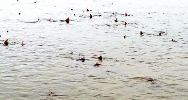 [视频]实拍英浅海现50条无齿鲨鱼 恐怖背鳍露出水面