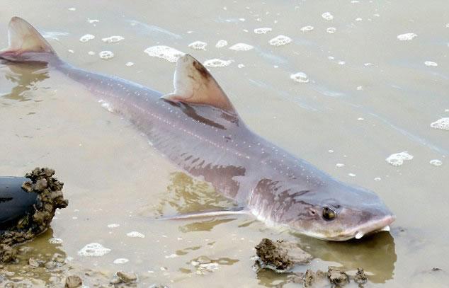 [视频]实拍英浅海现50条无齿鲨鱼 恐怖背鳍露出水面