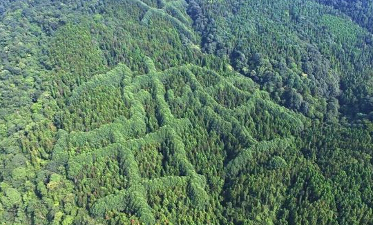 [视频]成都山区现神秘“犇”字形图案 原因成谜