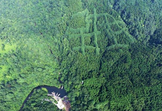 [视频]成都山区现神秘“犇”字形图案 原因成谜