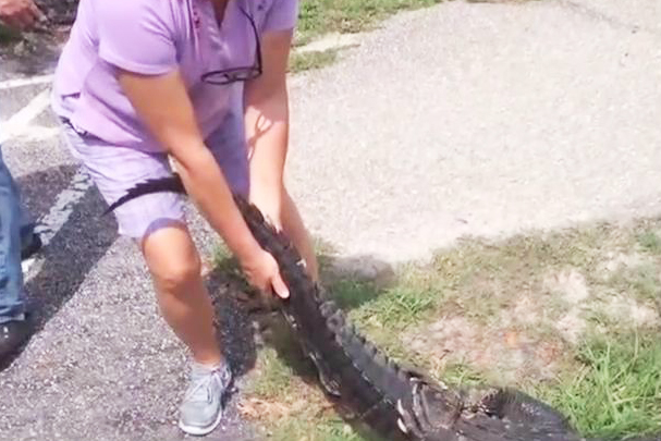 [视频]美国女子为救爱犬勇斗鳄鱼 徒手将其拽上岸