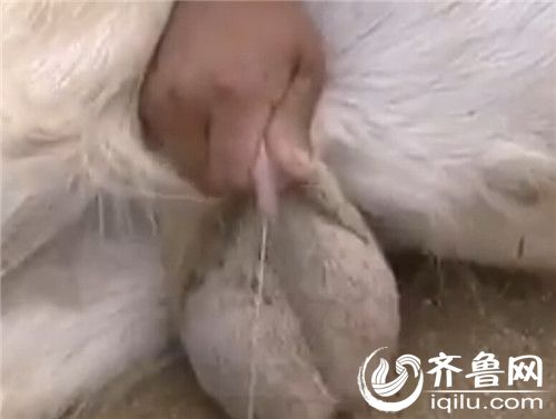 [视频]公羊发生“性逆转” 长出乳房可产奶