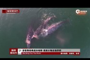 [视频]游客乘船偶遇灰鲸群 庞然大物主动示好