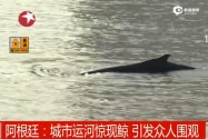 [视频]巨鲸闯入阿根廷城市运河 引发众人围观