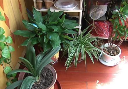 [视频]女子买绿萝盆中孵出13条小蛇 仅8只被捕