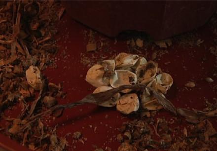 [视频]女子买绿萝盆中孵出13条小蛇 仅8只被捕