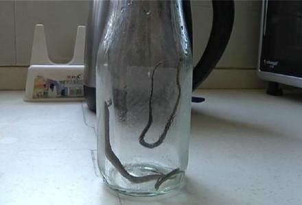 [视频]女子买绿萝盆中孵出13条小蛇 仅8只被捕