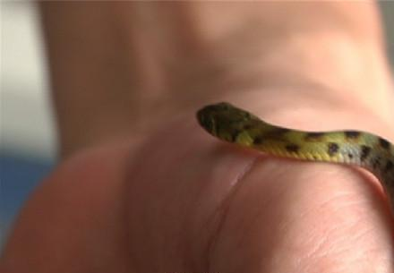 [视频]女子买绿萝盆中孵出13条小蛇 仅8只被捕