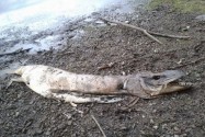 [视频]英国湖边现怪鱼尸体 满嘴利齿体长近2米