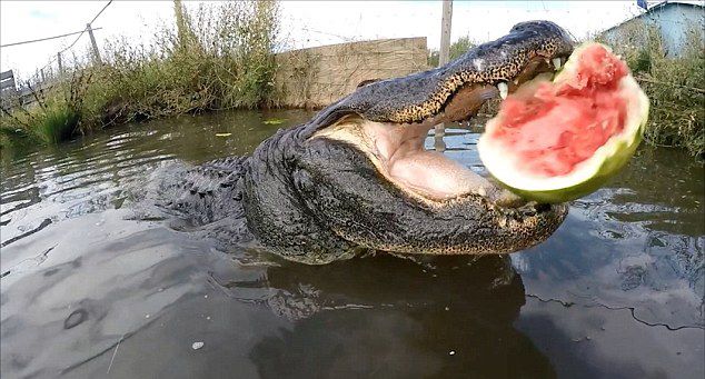 [视频]实拍巨鳄瞬间咬爆大西瓜 展现强大咬合力