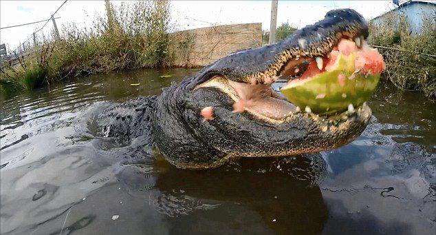 [视频]实拍巨鳄瞬间咬爆大西瓜 展现强大咬合力