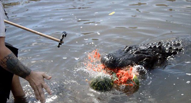 [视频]实拍巨鳄瞬间咬爆大西瓜 展现强大咬合力