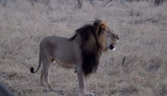 [视频]猎杀“狮王”的美国牙医终露面