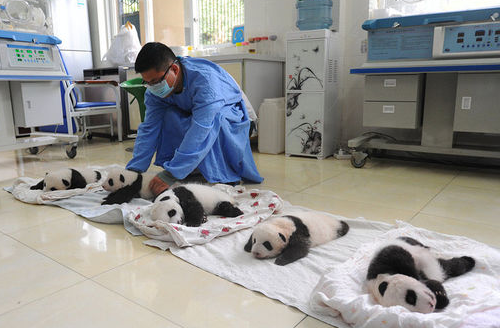 [视频]2015年新生熊猫宝宝首次集体亮相