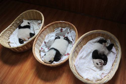 [视频]2015年新生熊猫宝宝首次集体亮相