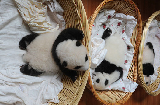 [视频]2015年新生熊猫宝宝首次集体亮相