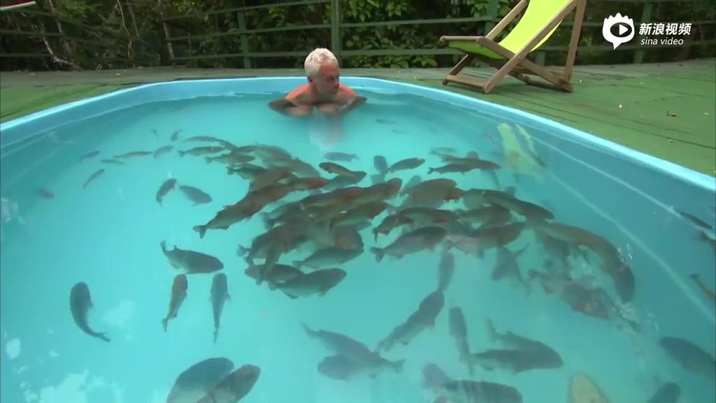 [视频]国外老汉仅穿裤衩与上百条食人鱼同泳池