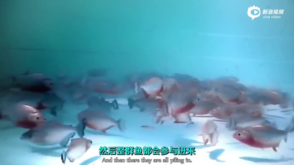 [视频]国外老汉仅穿裤衩与上百条食人鱼同泳池