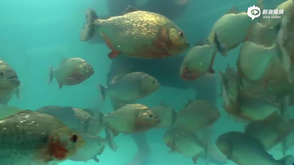 [视频]国外老汉仅穿裤衩与上百条食人鱼同泳池