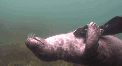 [视频]探险家遇爆萌“痴汉”海豹 抱大腿求抚摸