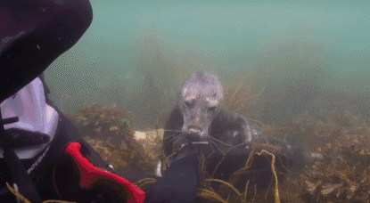 [视频]探险家遇爆萌“痴汉”海豹 抱大腿求抚摸