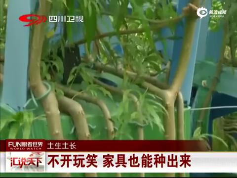 [视频]英国男子种家具：八年长出一把椅子