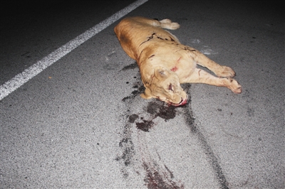 [视频]实拍安徽高速深夜突现猛狮 特警连开20多枪击毙