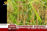 怀化中方：引导村民种植高档优质稻 亩均增收20％以上