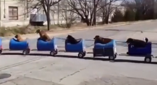 [视频]80岁老爷爷自制狗狗火车 花式遛狗超拉风