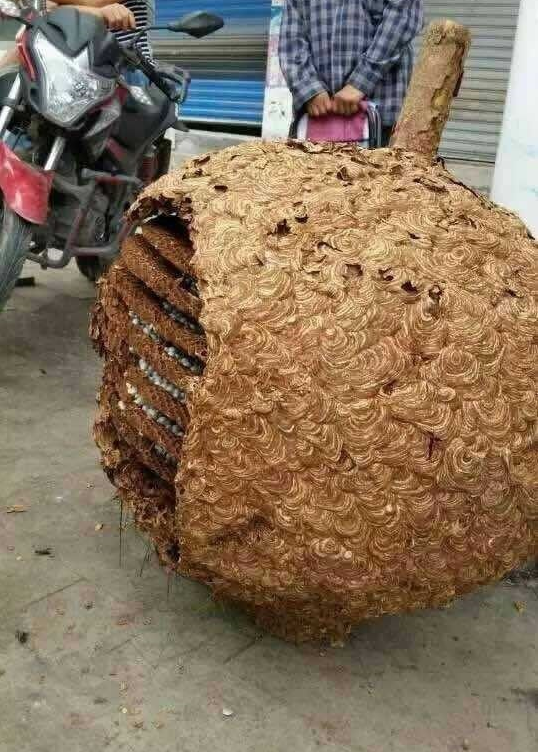 [视频]湖南发现直径1.5米超大蜂窝 足有78斤重