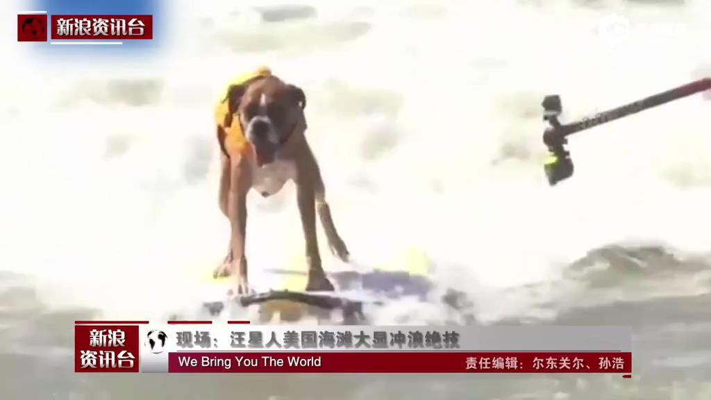 [视频]现场：汪星人美国海滩大显冲浪绝技 引网友惊叹