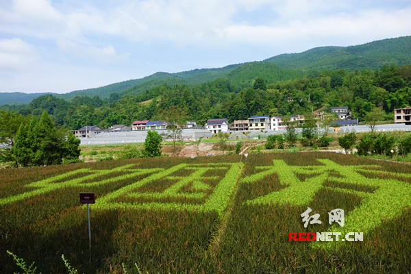 现代农业产业园中利用水稻绘制的“中国梦”