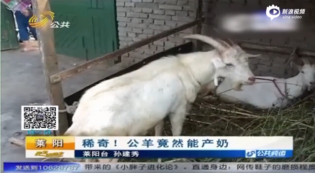 [视频]稀奇！村民家中公羊产奶 你敢喝吗？