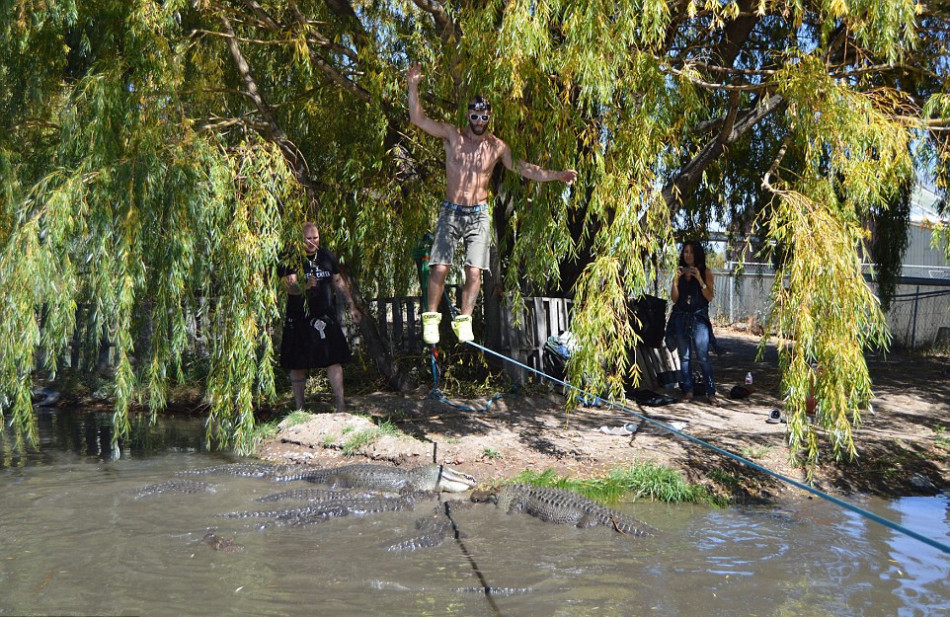 [视频]实拍男子鳄鱼池上空走扁带 饥饿鳄鱼跟着走