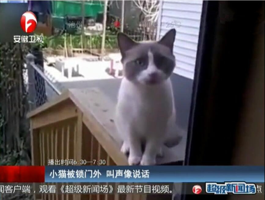 [视频]小猫被锁门外 叫声像说话