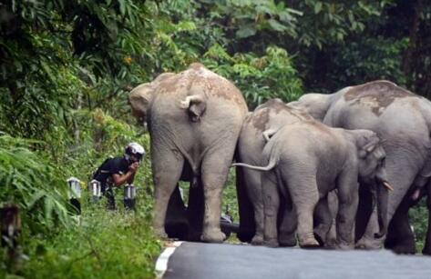[视频]泰国摩托车手遭大象围攻 被吓作揖求饶