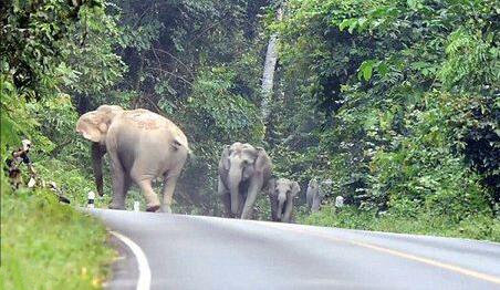[视频]泰国摩托车手遭大象围攻 被吓作揖求饶